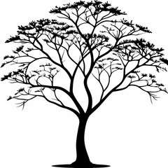 Obraz premium jacaranda--tree-silhouette