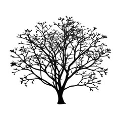 paulownia--tree-silhouette
