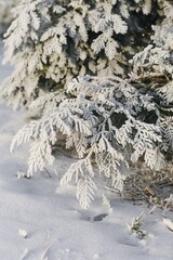 White Christmas background with spruce frosty brunches