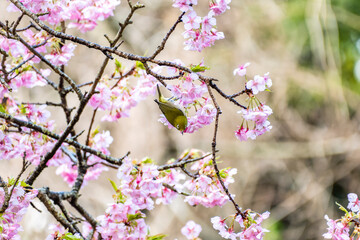 Obraz premium 河津桜とメジロ 静岡県加茂郡河津町