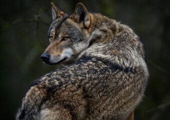 Fototapeta premium A close up of a Grey Wolf (Gray Wolf) 