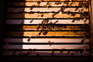 Interior view of beehive showing busy bees at work