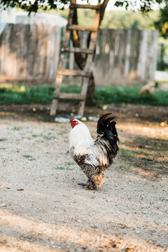 Rooster walking on dirt path in quiet farmyard