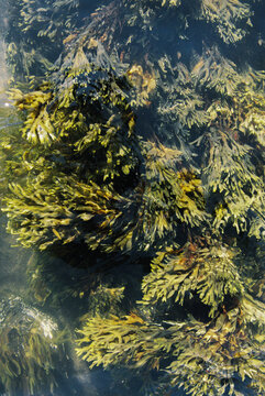 Abstract Texture Detail of Seaweed Under Water on the Coast of Maine
