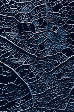 Abstract decaying leaf background