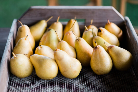 Crate filled with ripe yellow pears in an outdoor setting.