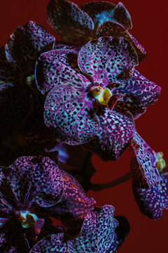 Vibrant orchid blooms