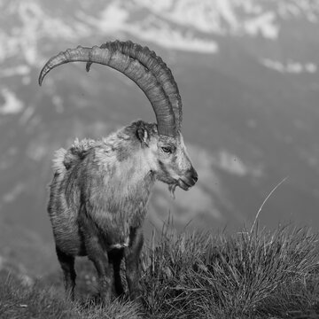 Ibex in the heart of Jungfrau.  Switzerland. vt