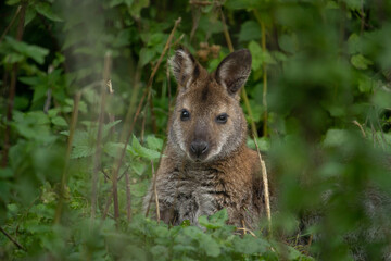 Red-necked wallaby (Macropus rufogriseus) © Dead Tree World