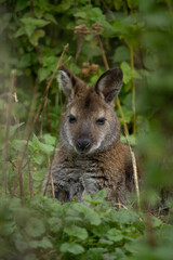Red-necked wallaby (Macropus rufogriseus)