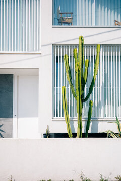 Tall green cactus grows in front of a building
