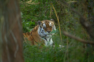 Siberian tiger, also known as the Amur tiger