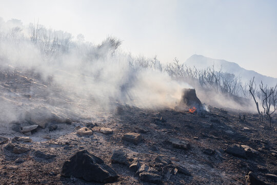 Burning tree stump with smoke