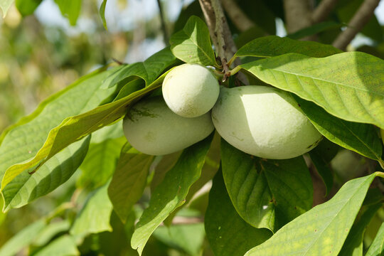 Pawpaw Tree and Fruit Tennessee