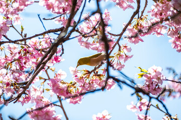 河津桜とメジロ　静岡県加茂郡河津町