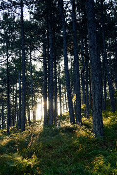The forest at sunset