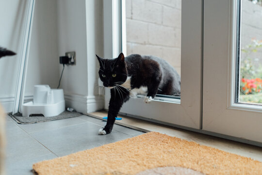 Tuxedo Cat Going Through Broken Door