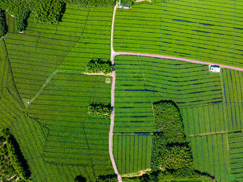 tea plantation