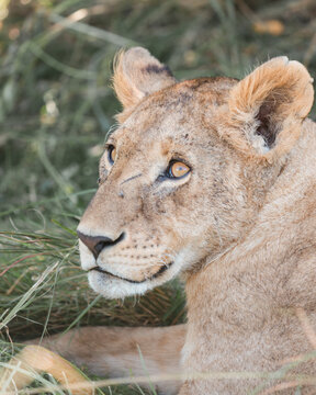 Fototapeta Masai Mara Lion on a safari in Africa