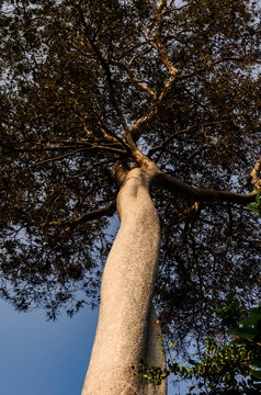 Tall tree