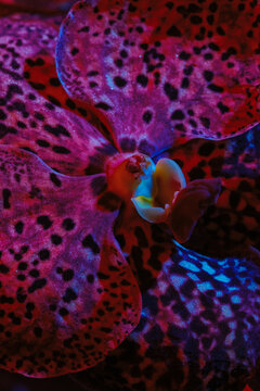 Vibrant orchid blooms