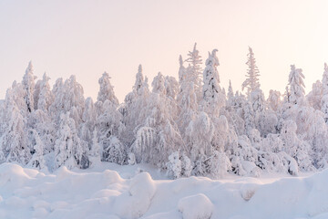 Snow frosted winter forest
