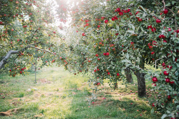 Orchard aisle with ripe apple trees full of red apples