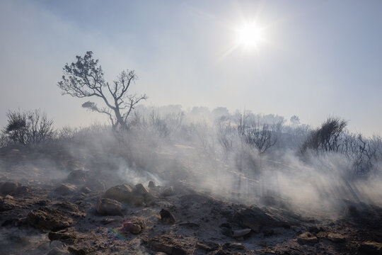 Smoking land after a forest fire