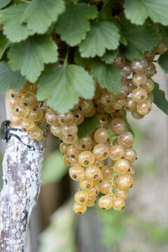 White currants ripening