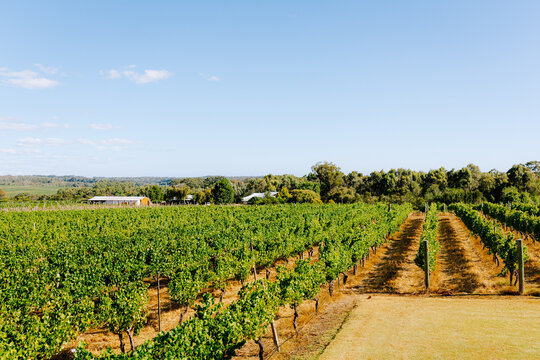 Margaret River Vinyards