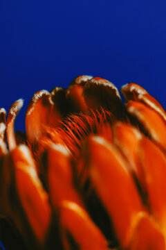 Close-up of vibrant red protea petals