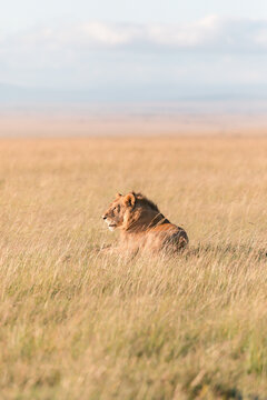 Masai Mara Lion on a safari in Africa