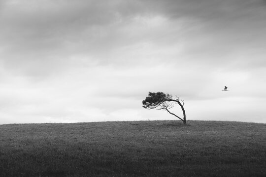 Solitary tree on grassy hill under dramatic sky with bird in flight
