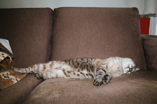 Relaxed Cat on Couch