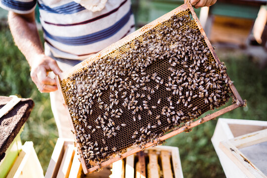 Beekeeper holding frame full of bees and honeycomb