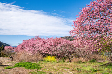 河津桜並木　静岡県加茂郡河津町