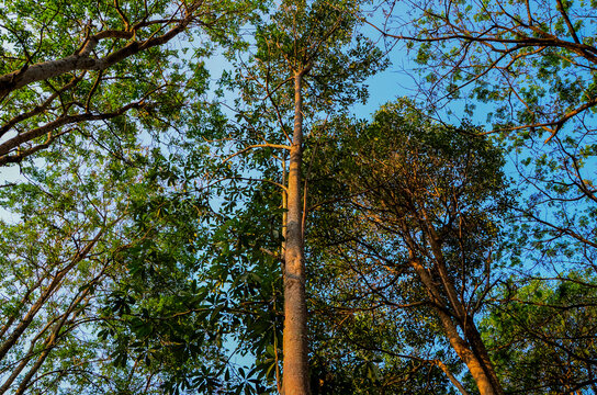 Tall trees in the forest