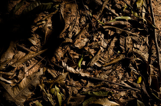 Fallen leaves