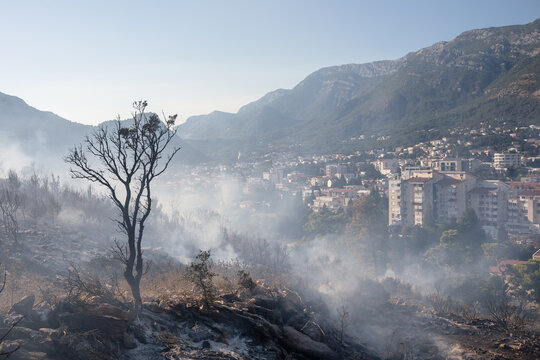 Tree damaged by a forest fire with a town in the background