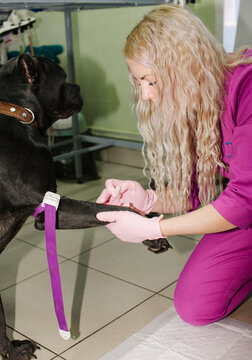 the vet takes a blood test from the dog