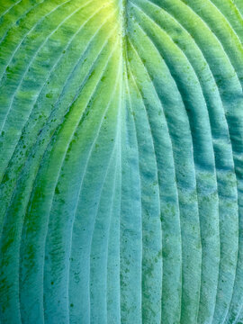 Hosta leaves, close up
