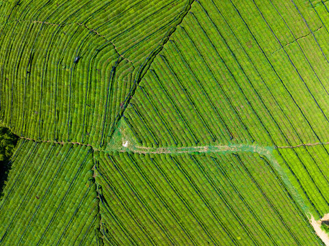 tea plantation