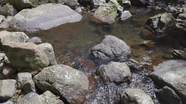 Rainforest Creek in Binna Burra