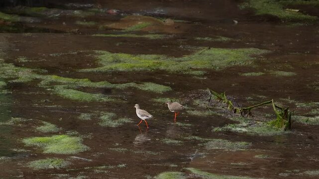 Redshanks Foraging in Crail Wetlands