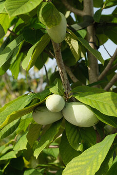 Pawpaw Tree with Fruit