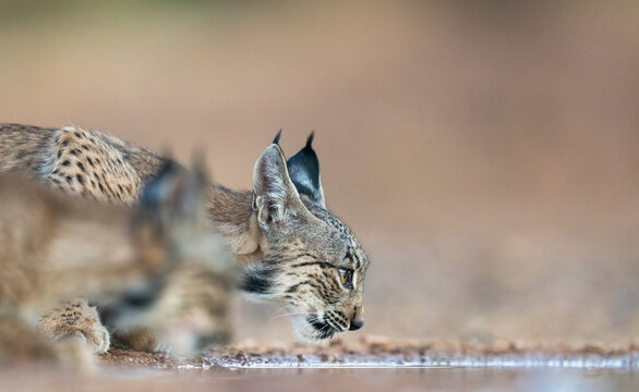 Two Iberian Lynx Cubs Quench Its Thirst On A Hot Summer Afternoon 