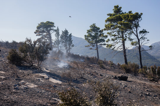 Pine trees surviving the fire