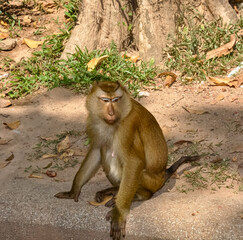 Macaques on the street of Thailand. Photo of monkeys