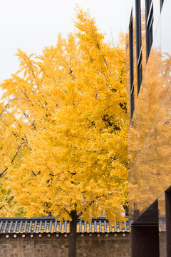 Yellow tree with South Korean traditional wall