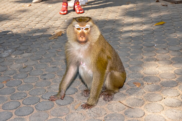 Macaques on the street of Thailand. Photo of monkeys